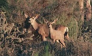 deer.webp