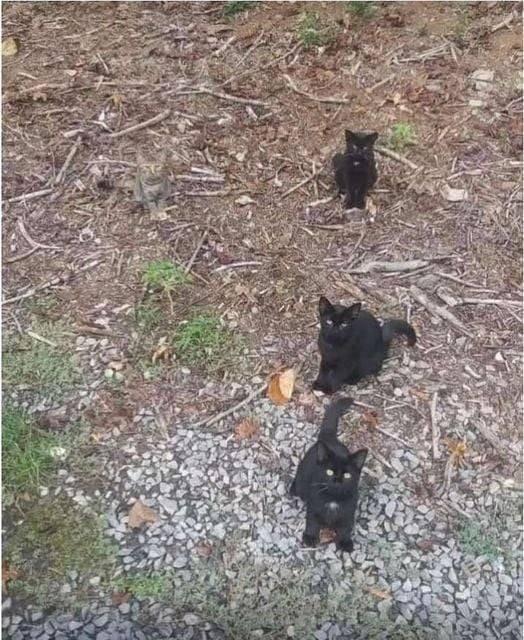 Cats.jpg