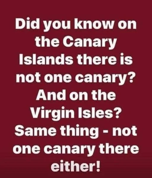canary islands.webp