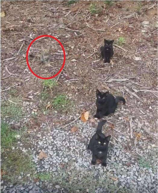 Cats.jpg