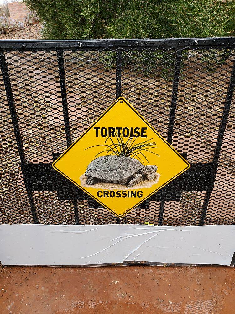 TortoiseXing.jpg