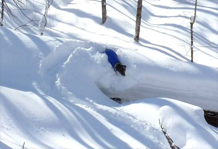 P1040457.webp