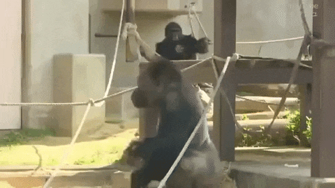 a1ea8e2bf9acde1437893ce3ab51730b03ea972e&rid=giphy.gif