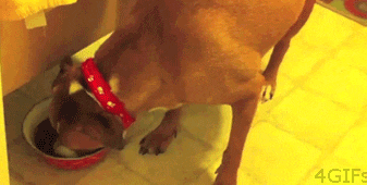 87126108.gif