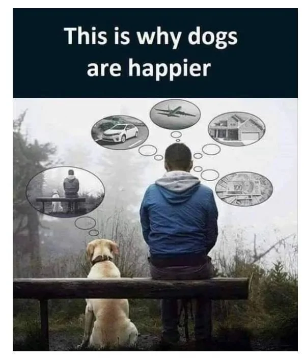 happy dog.webp