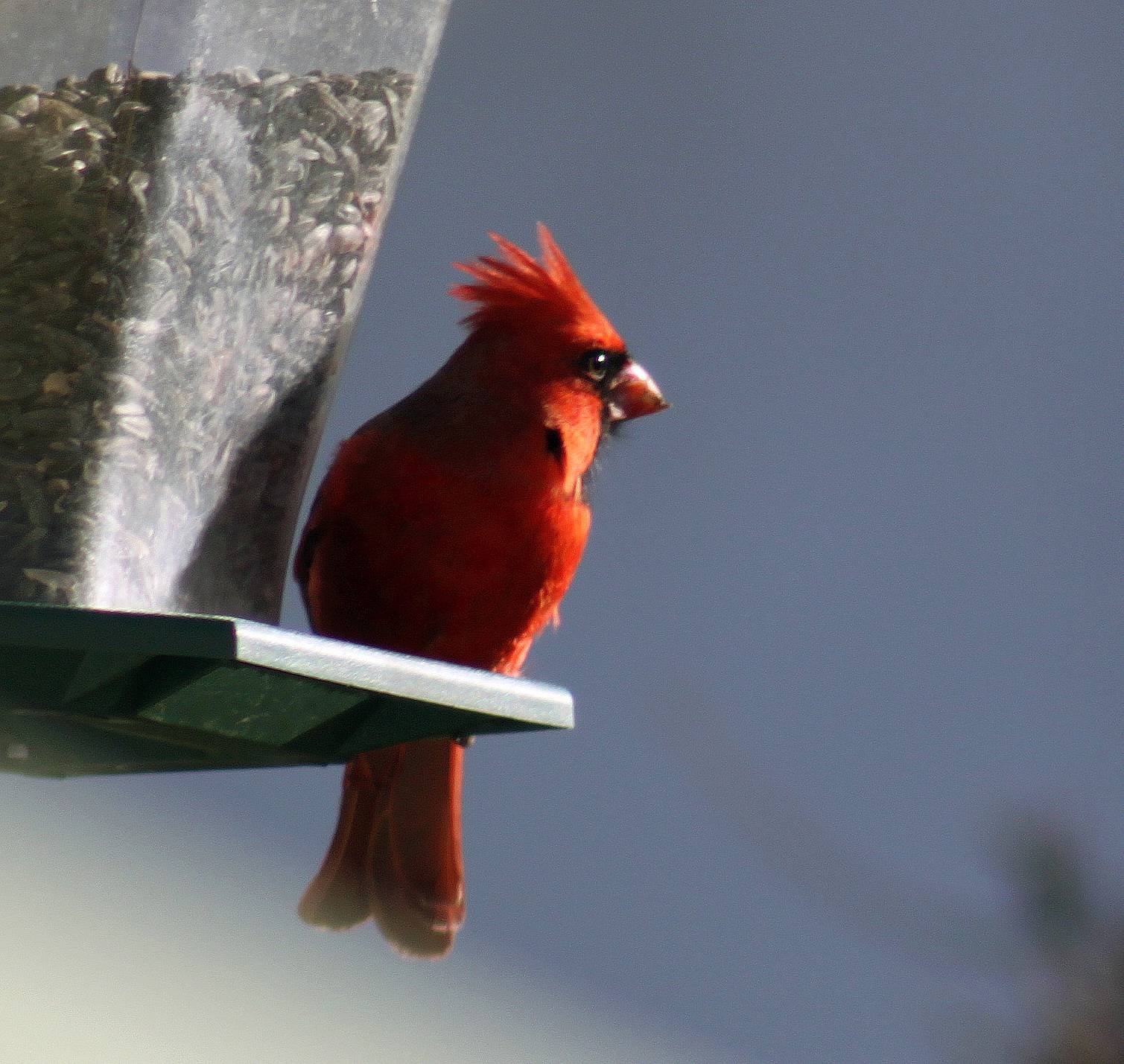 cardinal 3.22.22.jpg