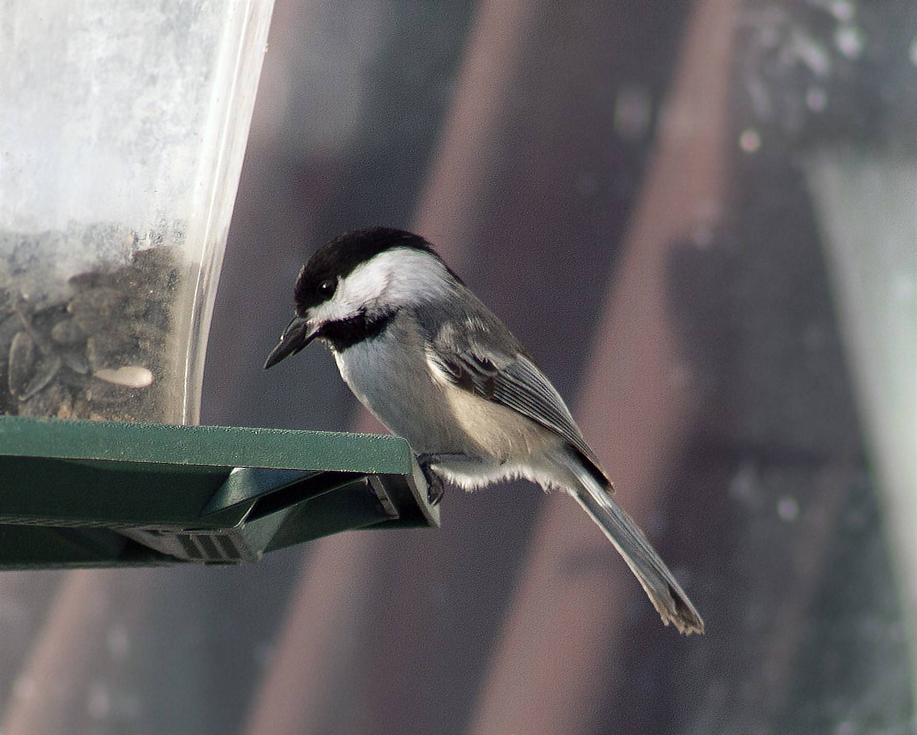 chickadee.jpg