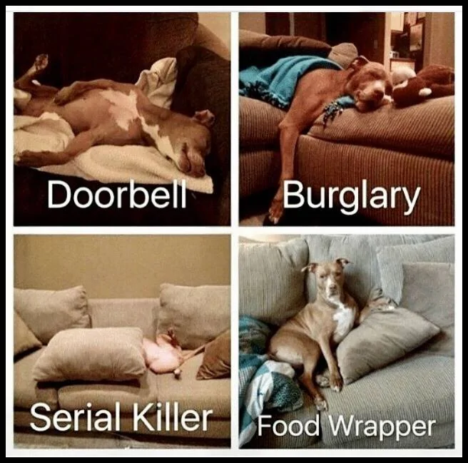 Doorbell, Burglary.webp