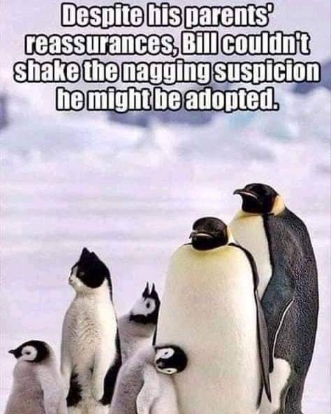 Adopted.JPG