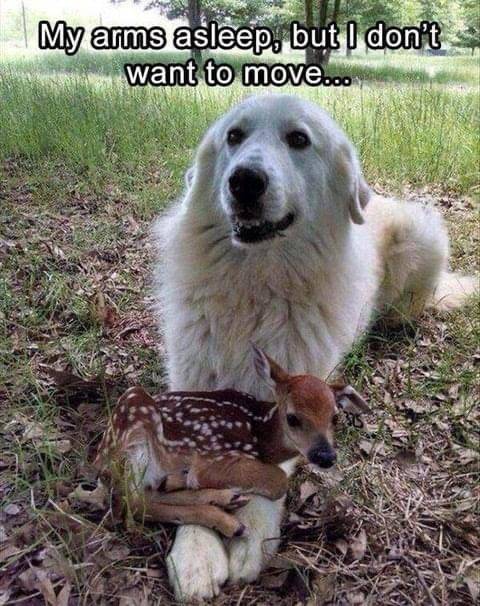 Fawn.JPG