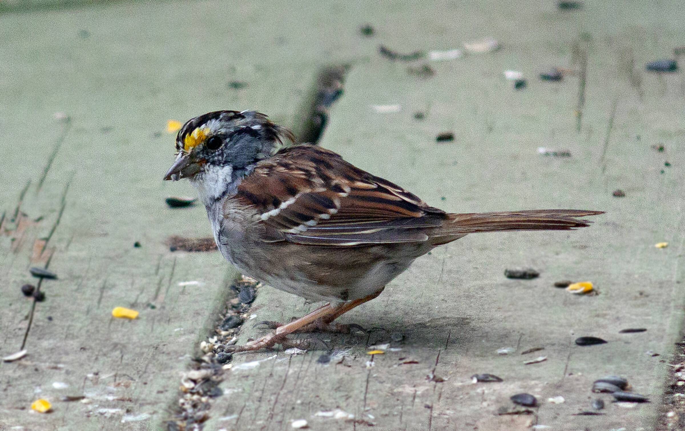 white throated sparrow2.jpg