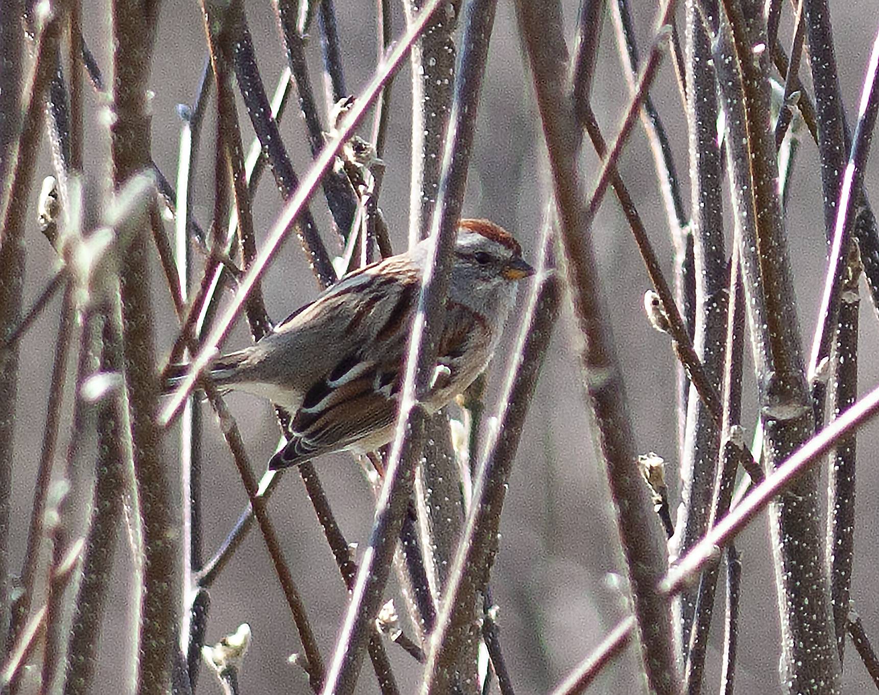 white throated sparrow3.jpg