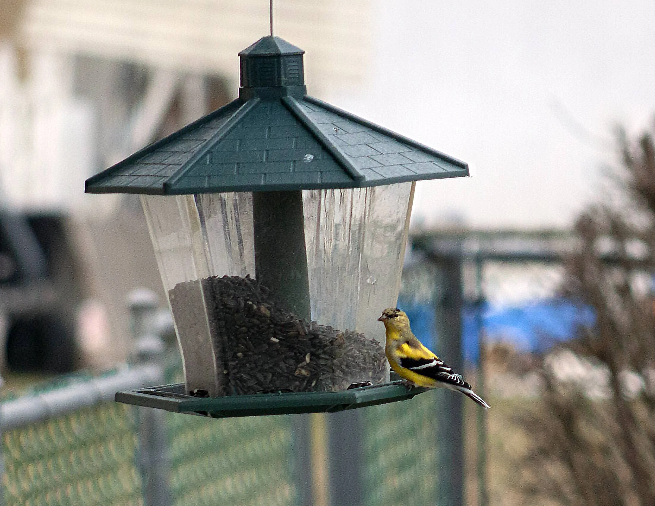 goldfinch 4.6.22.webp