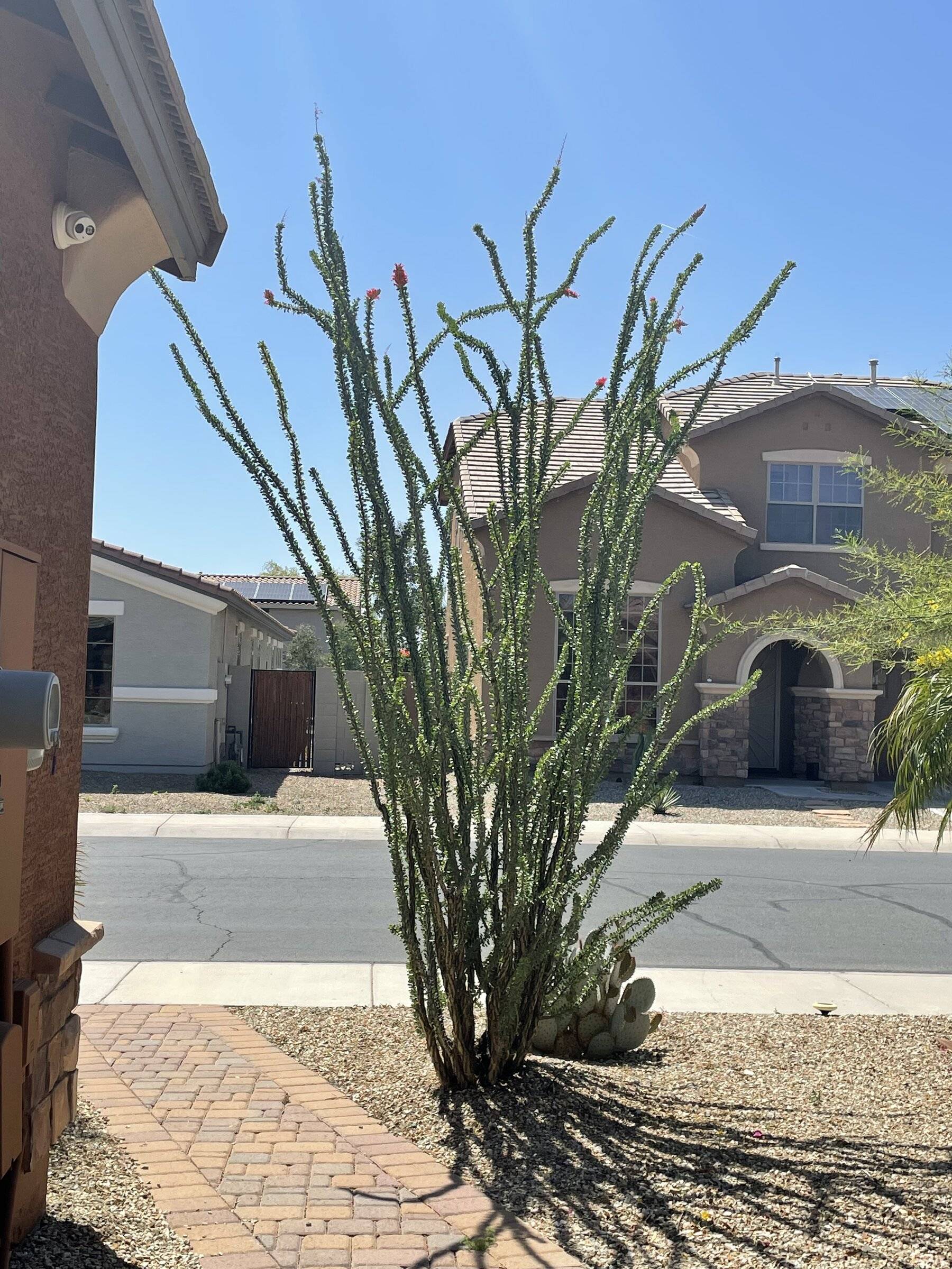 Ocotillo.jpg