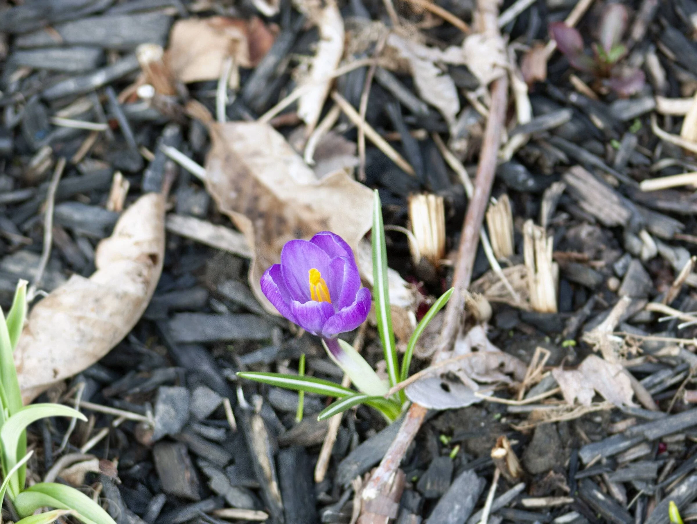 crocus3.jpg