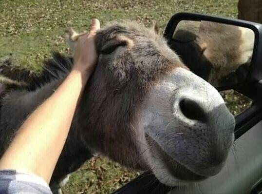mammal-my-neighbor-has-a-mini-donkey-that-ill-chase-you-up-the-driveway-until-you-scratch-his...jpeg
