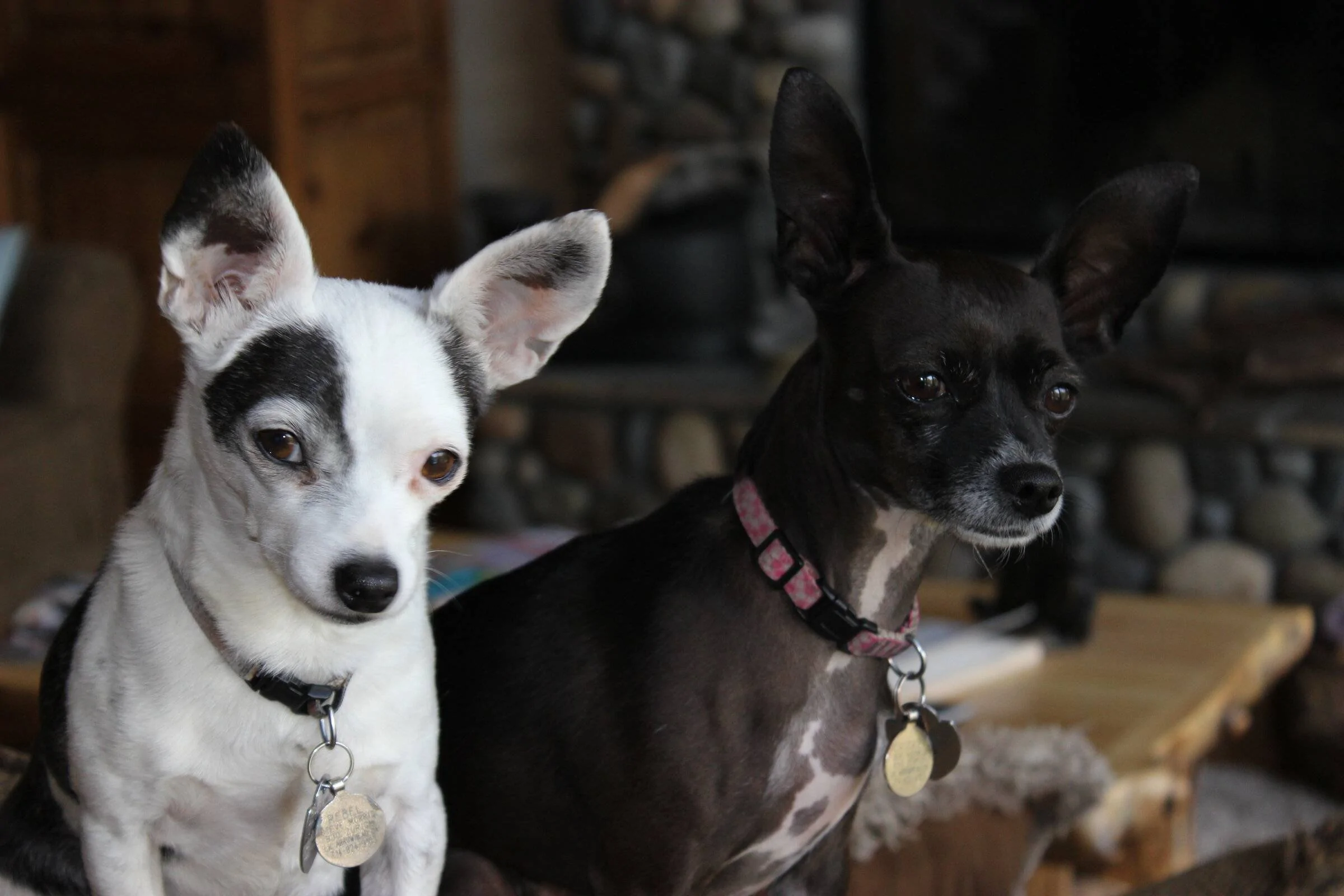 Rebel & Cricket sitting May 2014.JPG