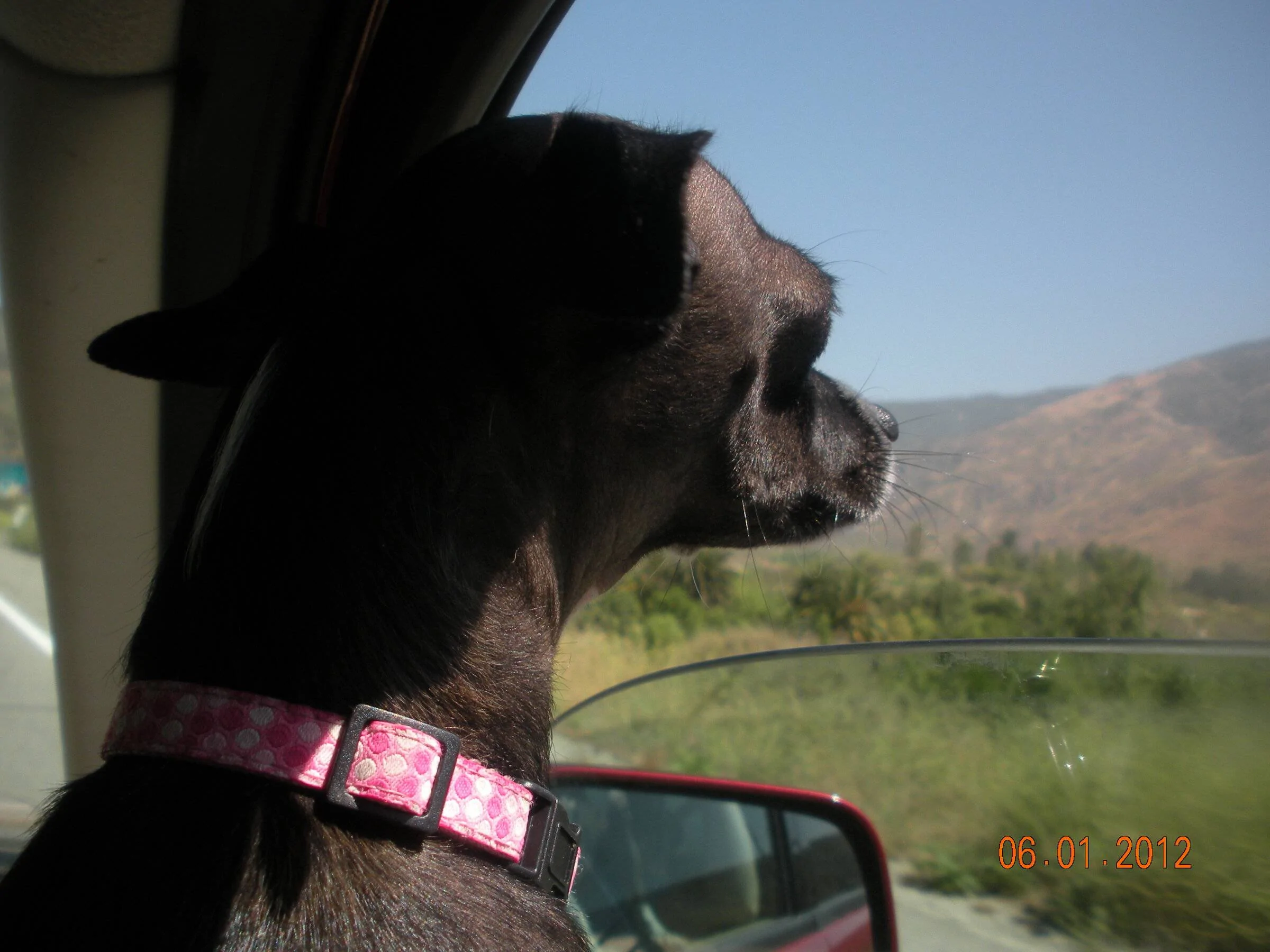 Cricket enjoying the ride to Crestline Jun 2012.JPG
