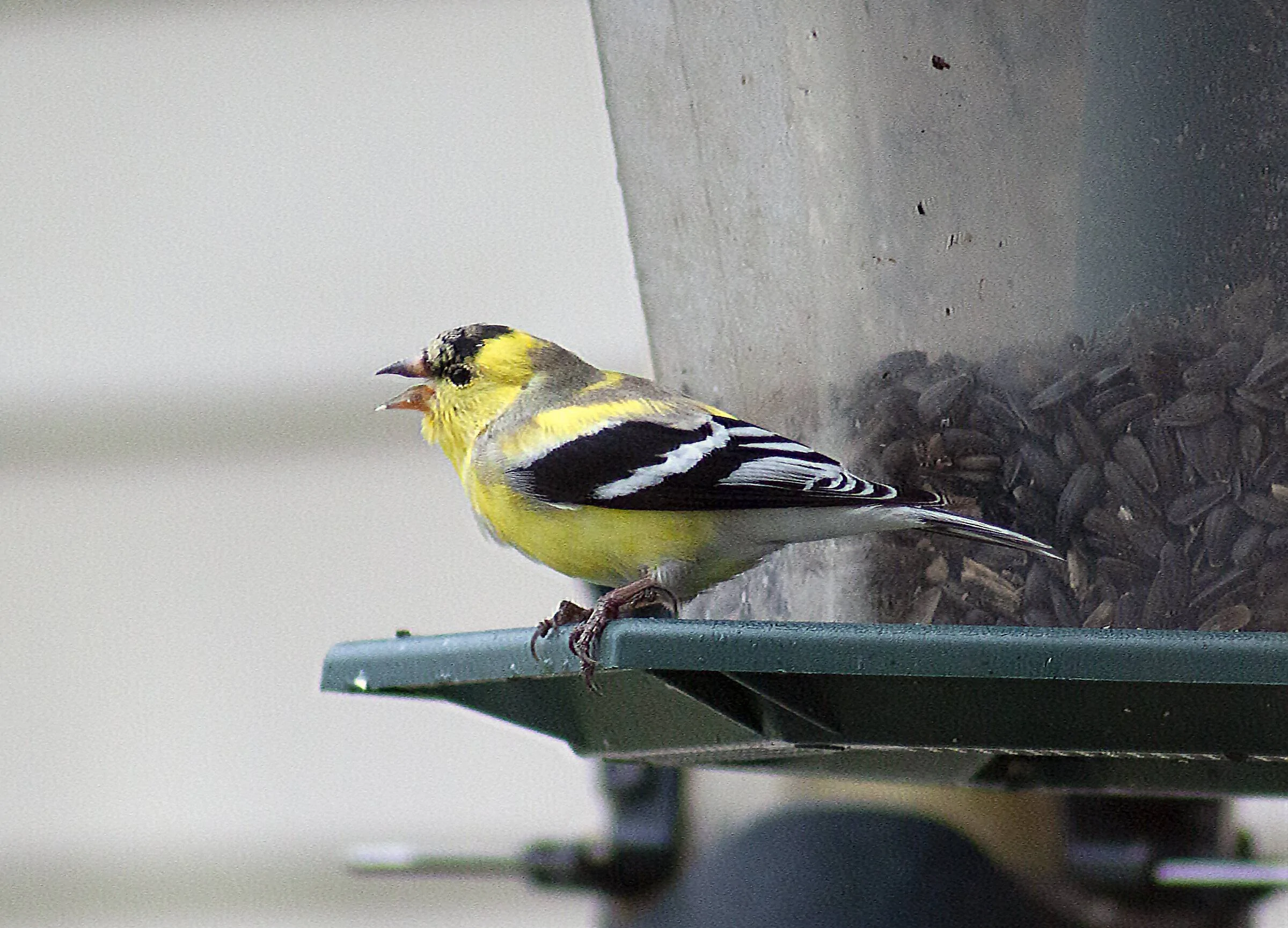 goldfinch 4.10.22c.webp
