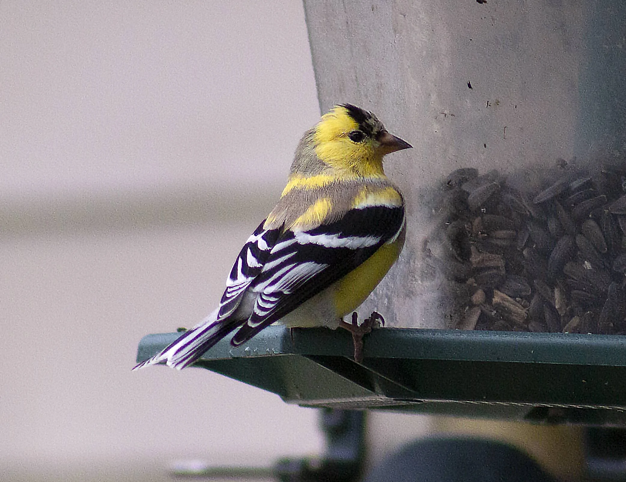 goldfinch 4.10.22d.webp
