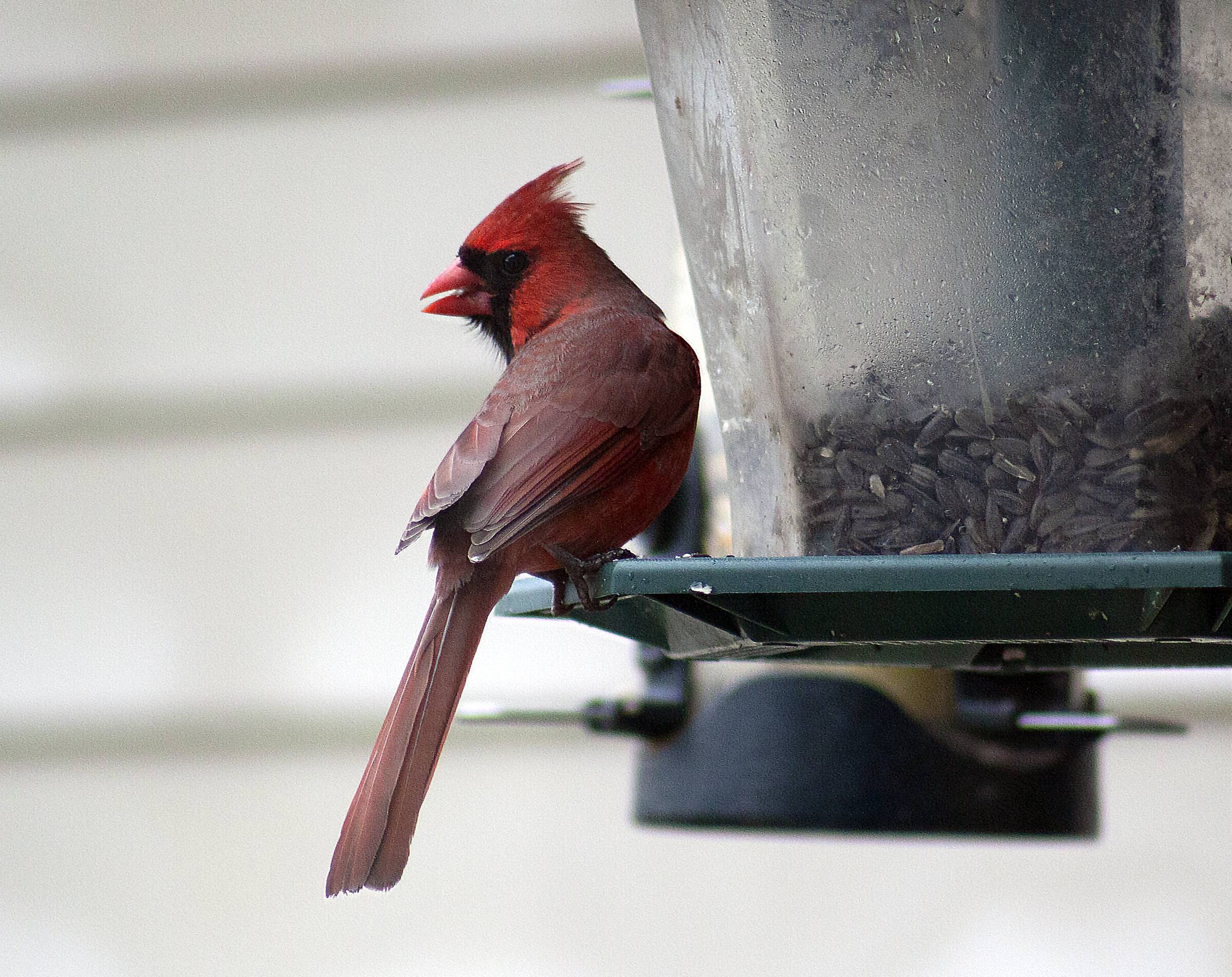 cardinal 4.10.22.jpg