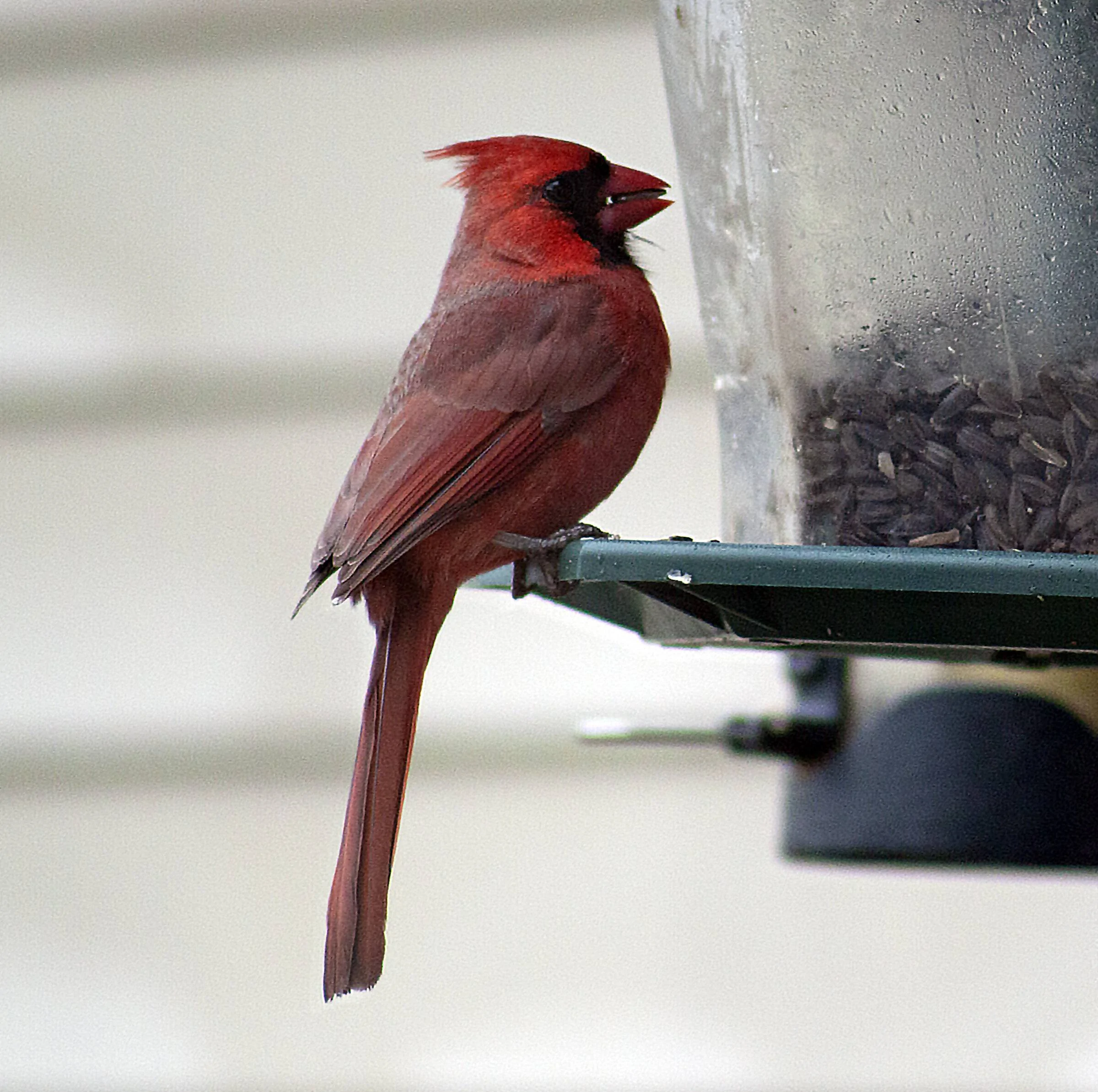 cardinal 4.10.22b.webp