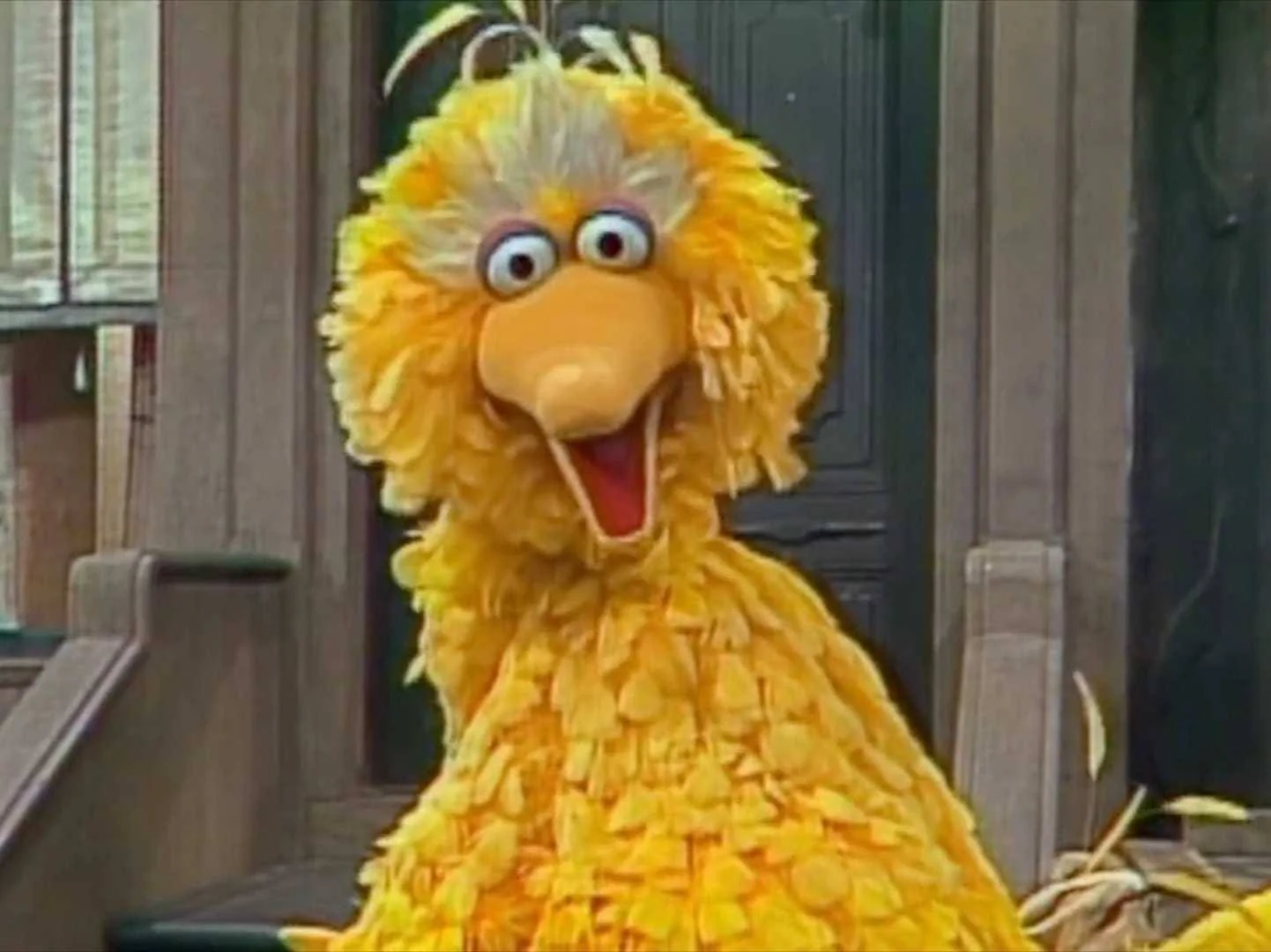 Big Bird.webp