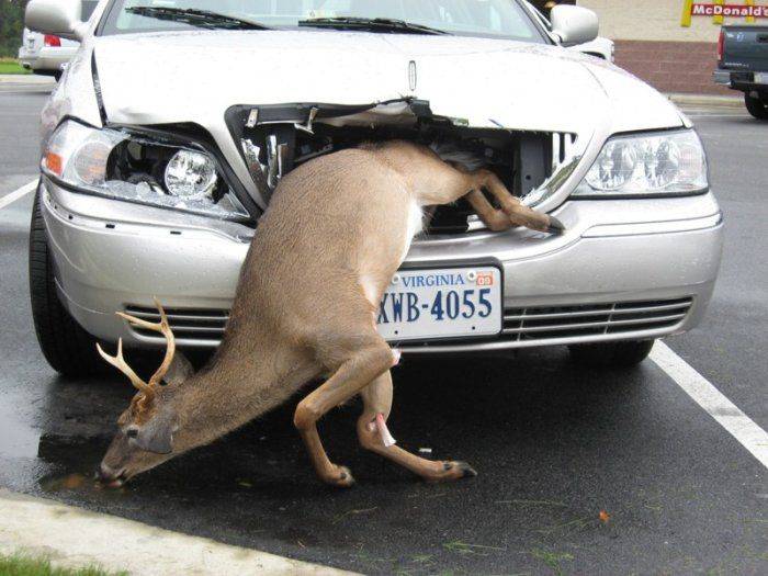 oh deer2.jpeg