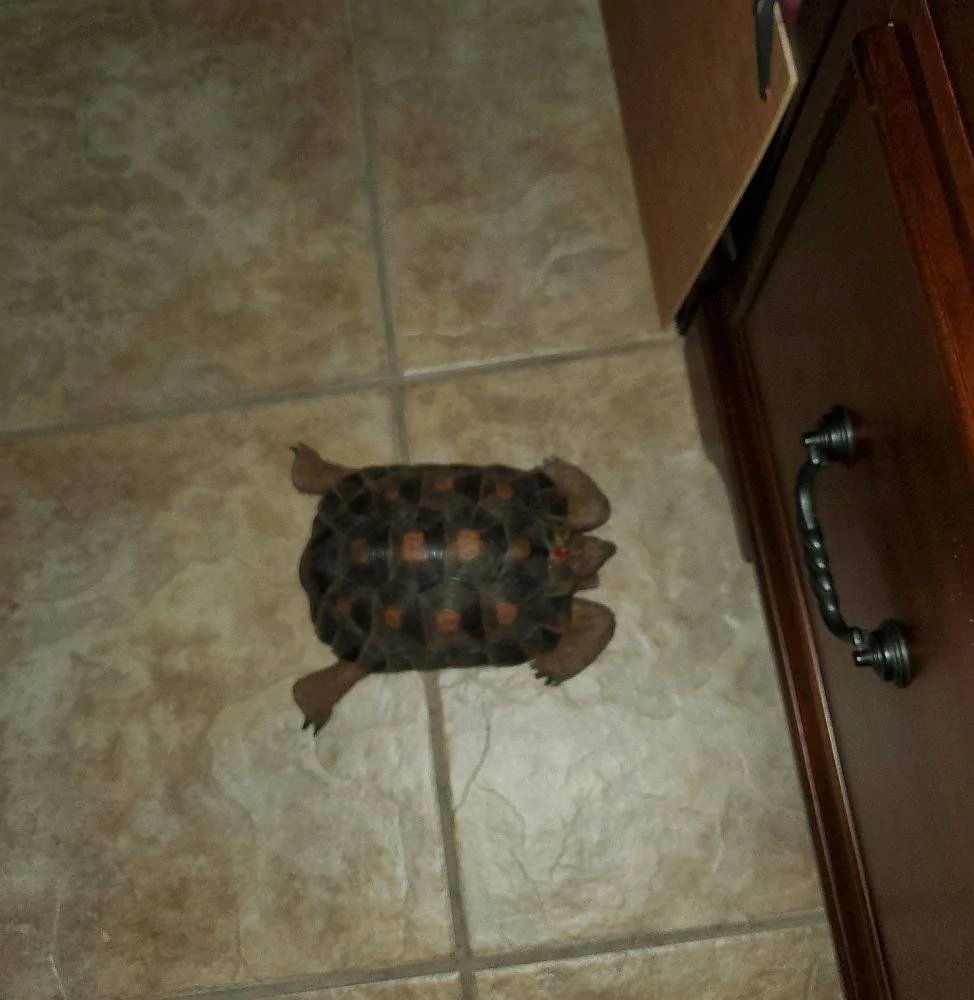 Pooped.webp