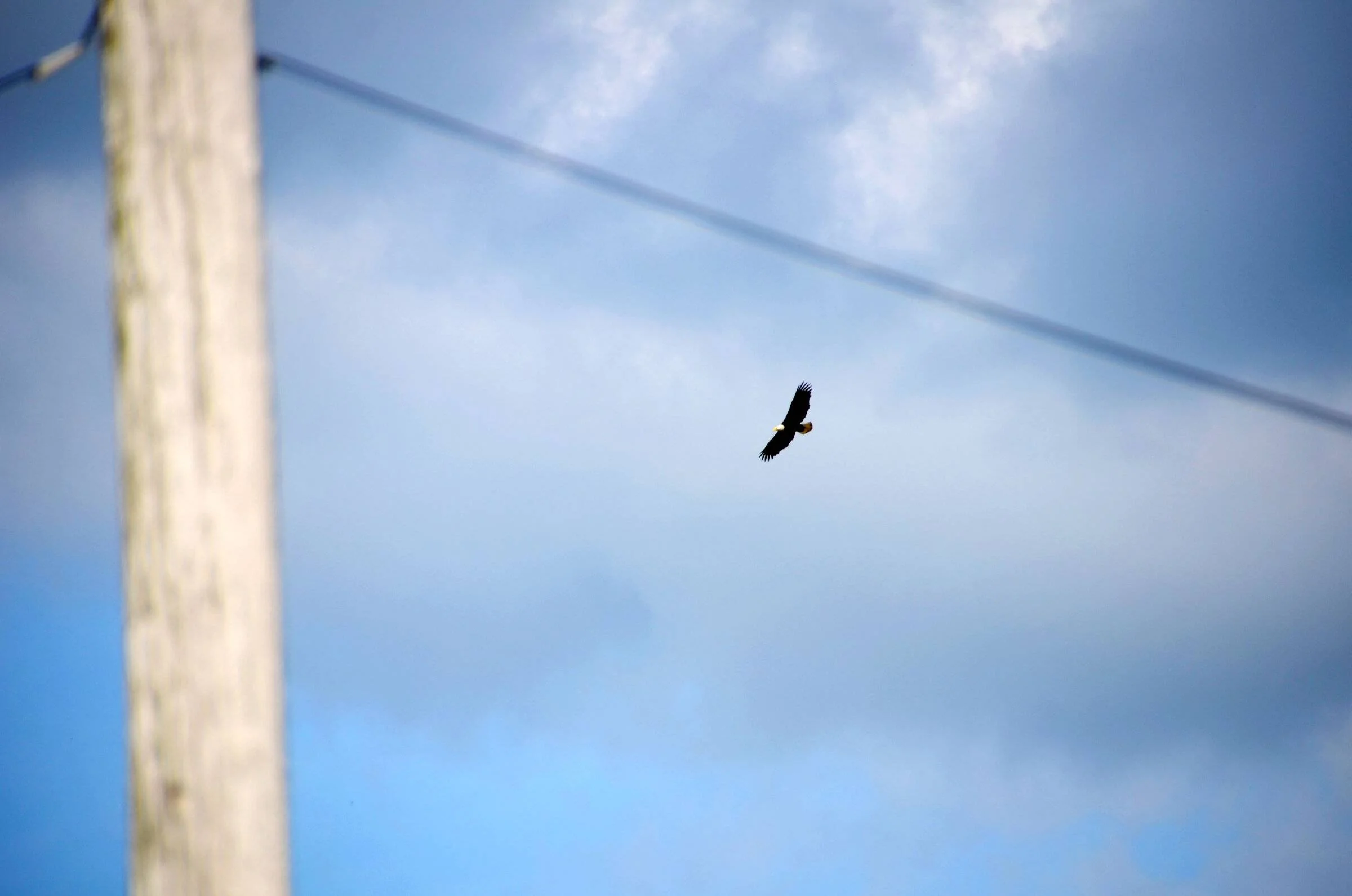 eagle 4_16_22.webp