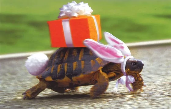 easter-bunny-turtle.webp
