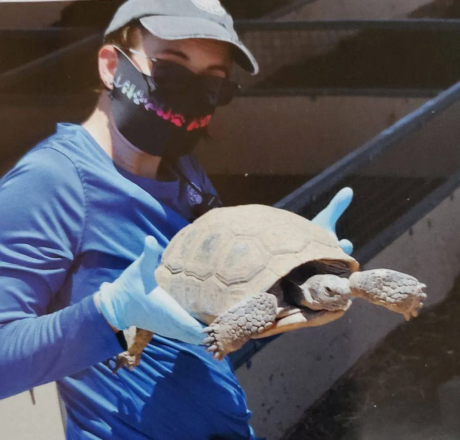 oldtortoise.webp