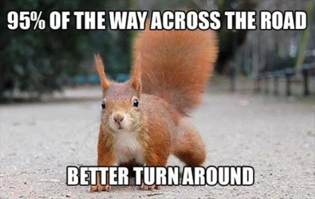 the-squirrel-crossing-the-road.webp