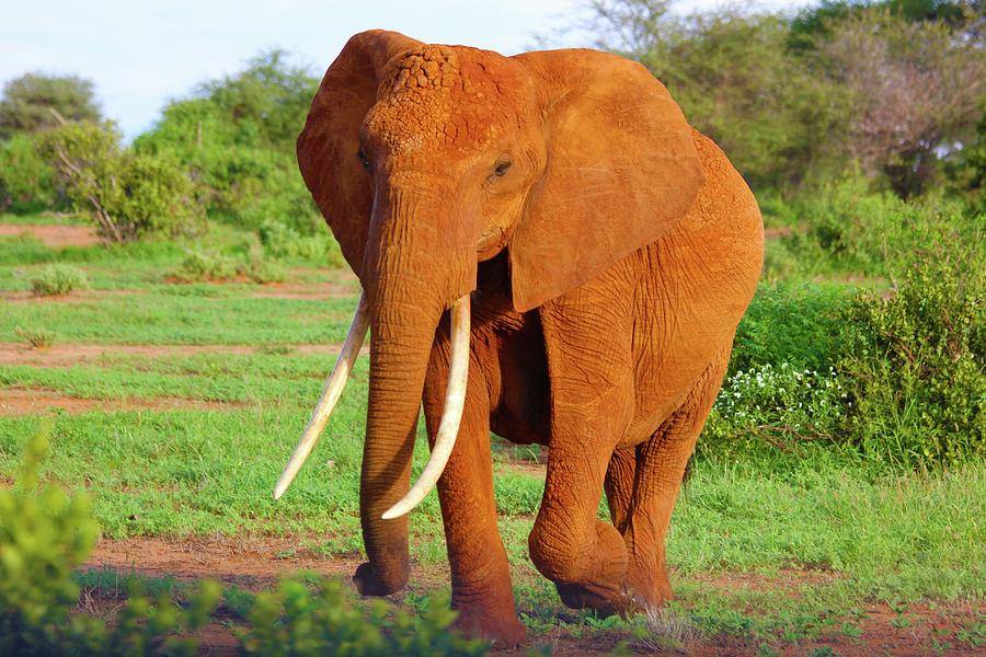orange-elephant.jpg