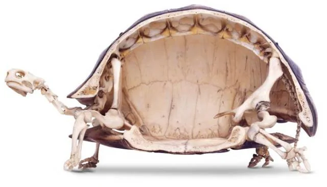 Tortoiseinsides.webp