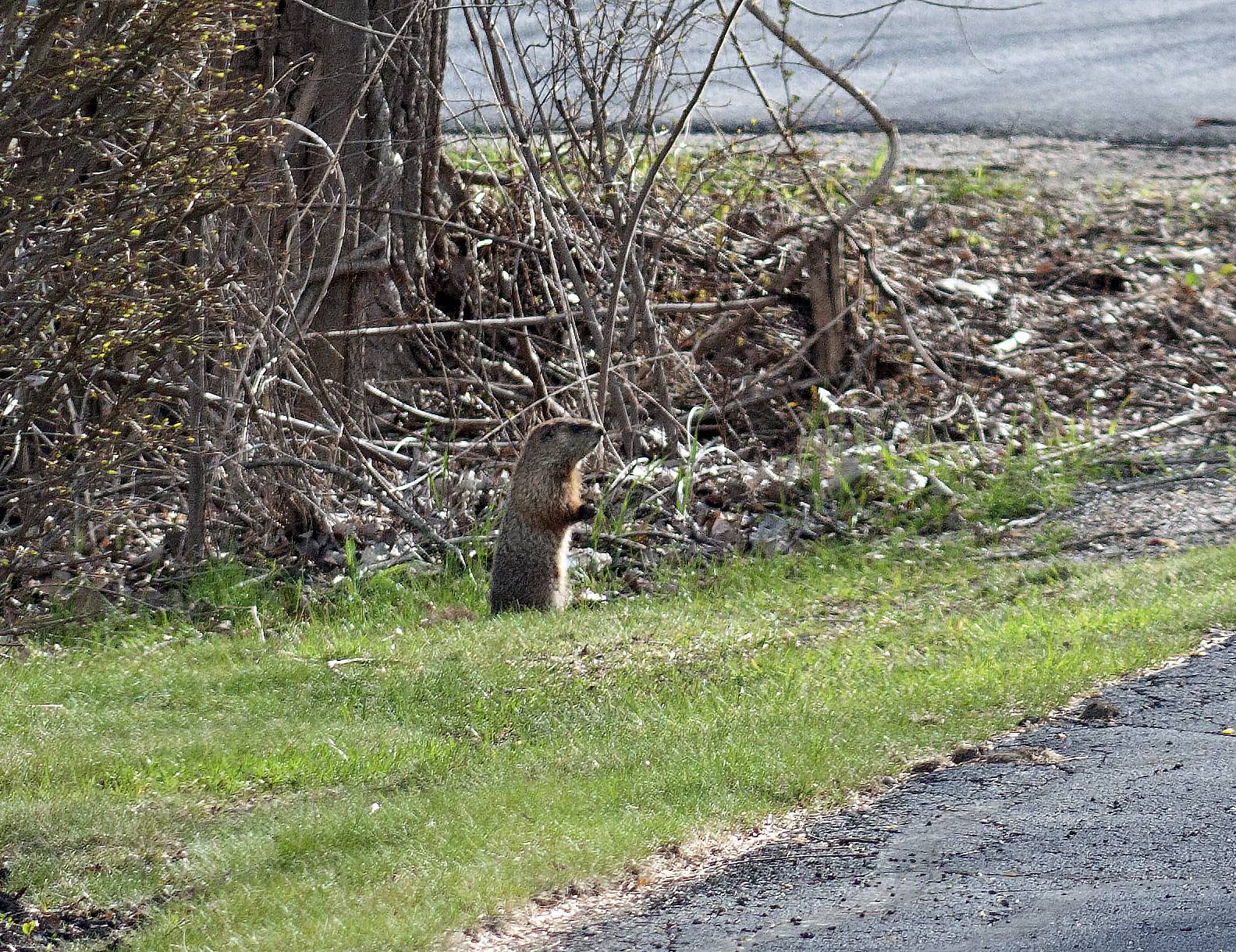 woodchuck.jpg