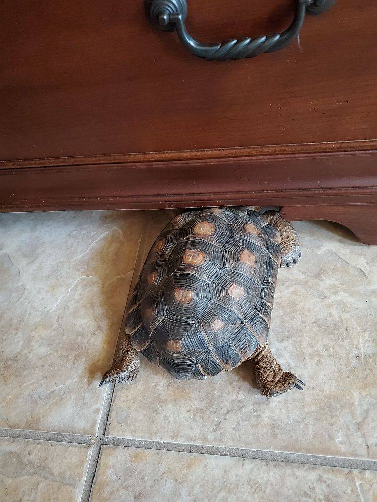 watchtortoise.jpg