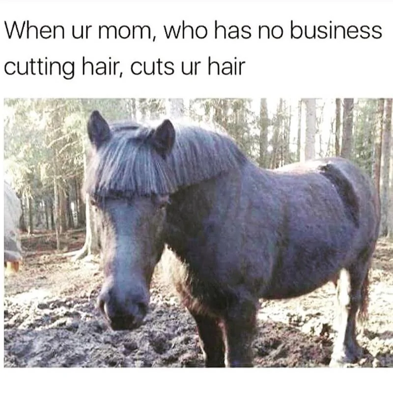 horse-ur-mom-who-has-no-business-cutting-hair-cuts-ur-hair.webp