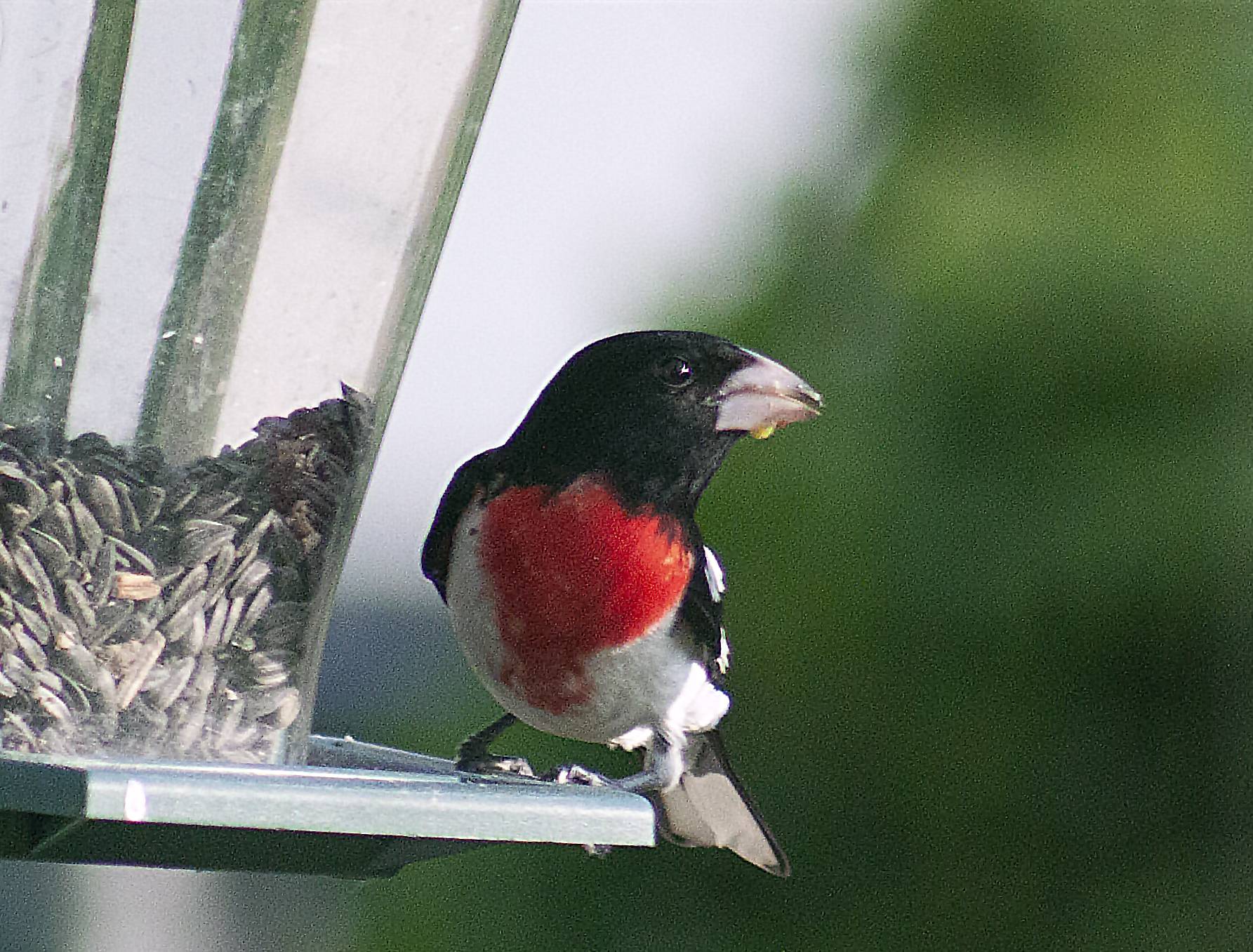 grosbeak3.jpg