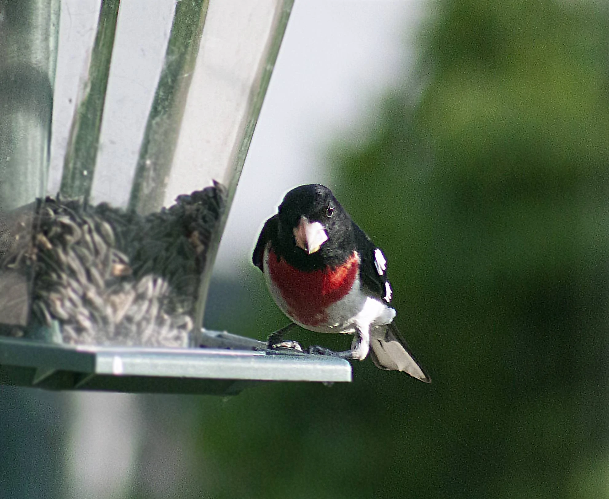grosbeak4.webp