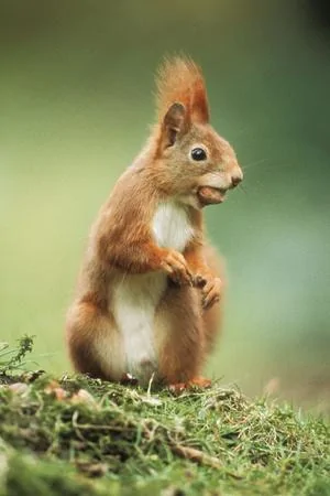 red-squirrel-holding-nut-in-mouth_u-L-Q105YDI0.webp