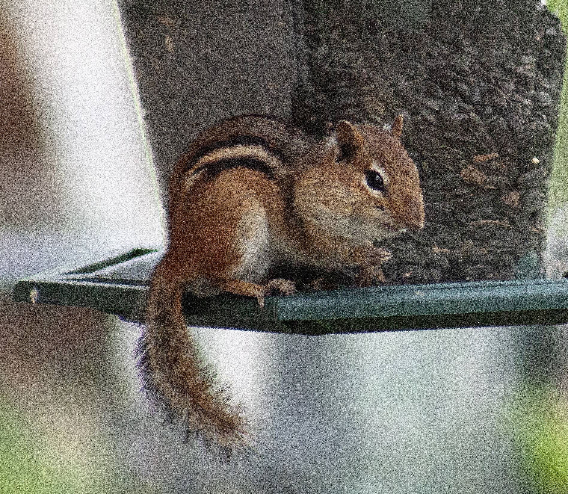 chippy.jpg