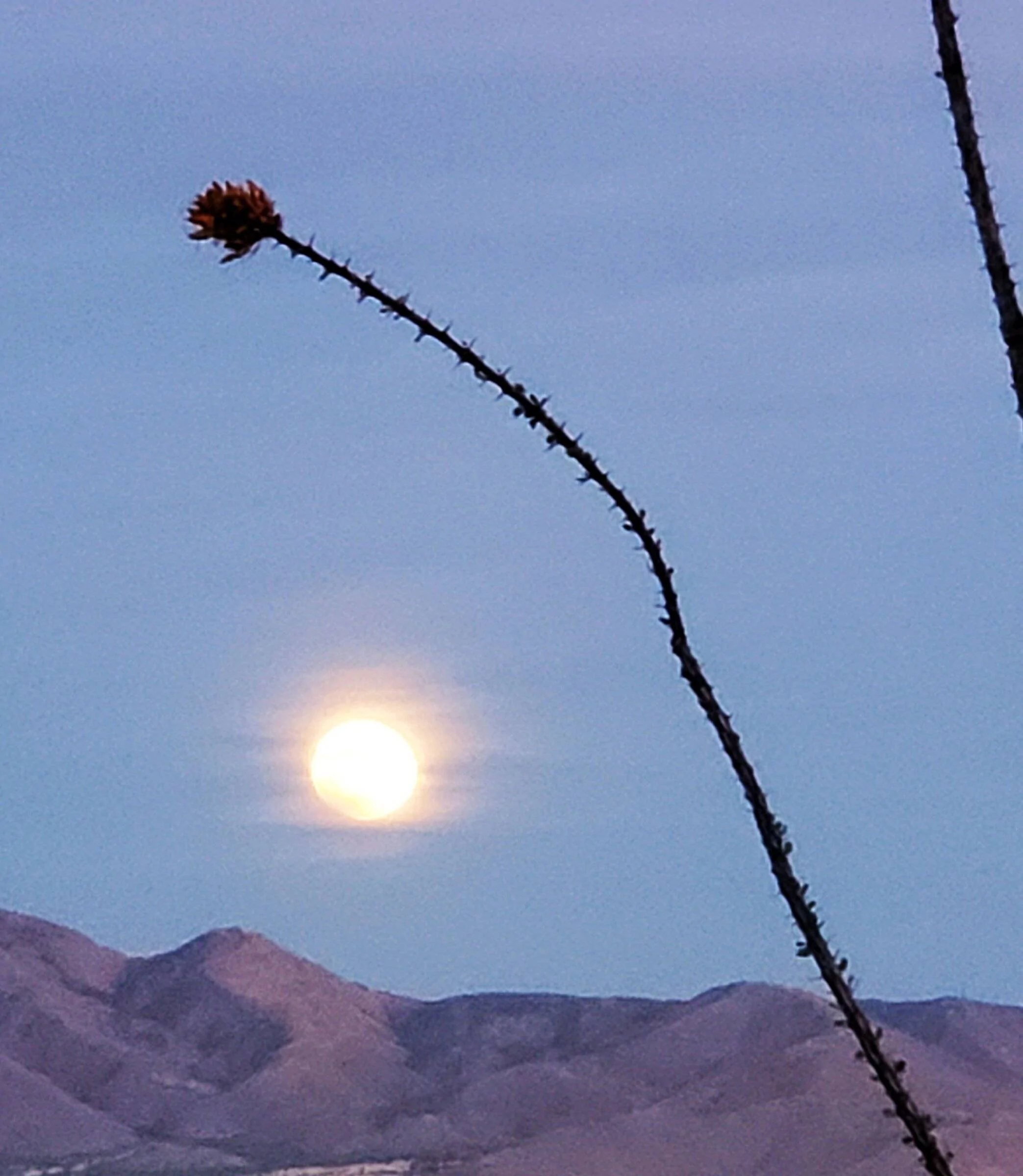 Full Moon.jpg