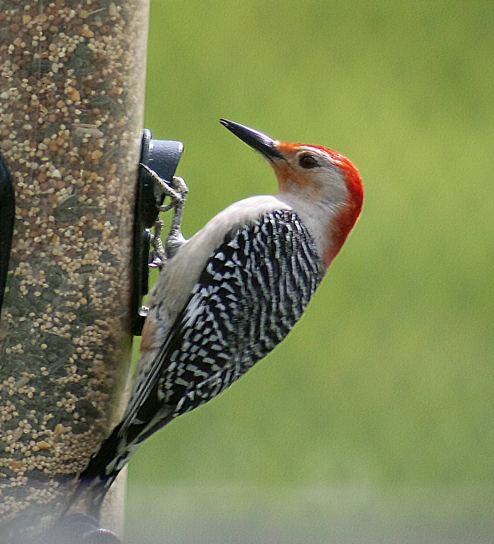 flicker.jpg