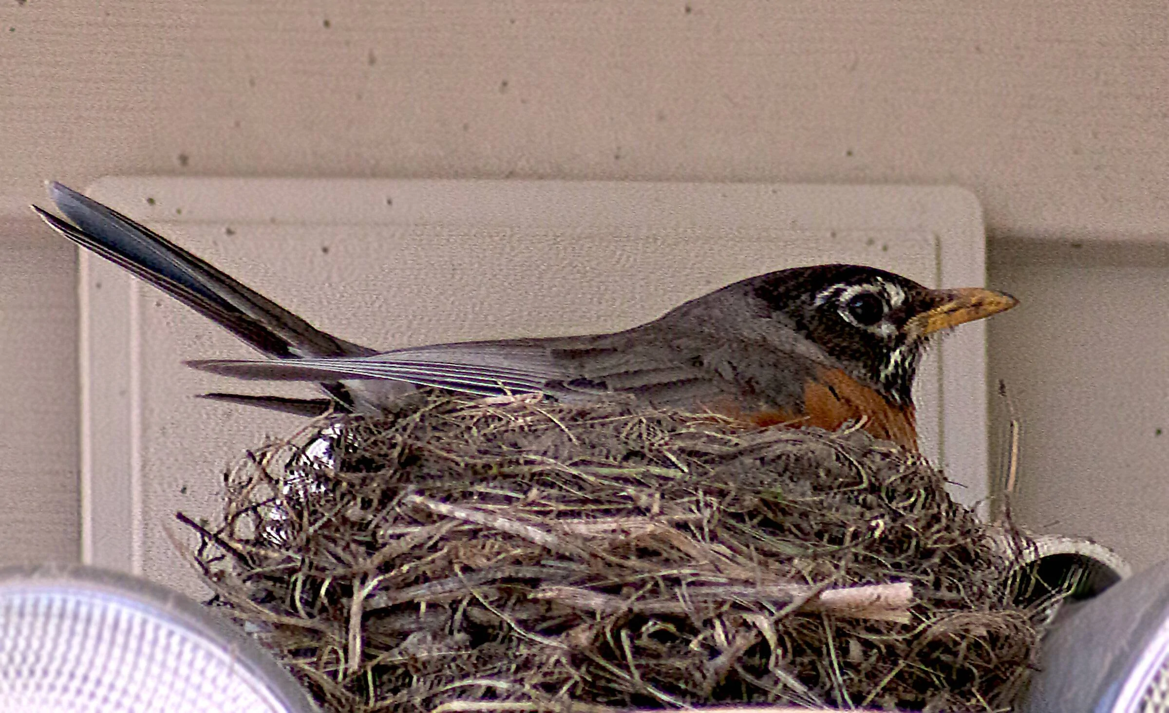 robin momma2.webp