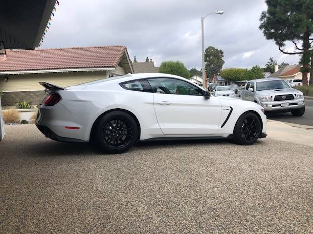Shelby.jpg