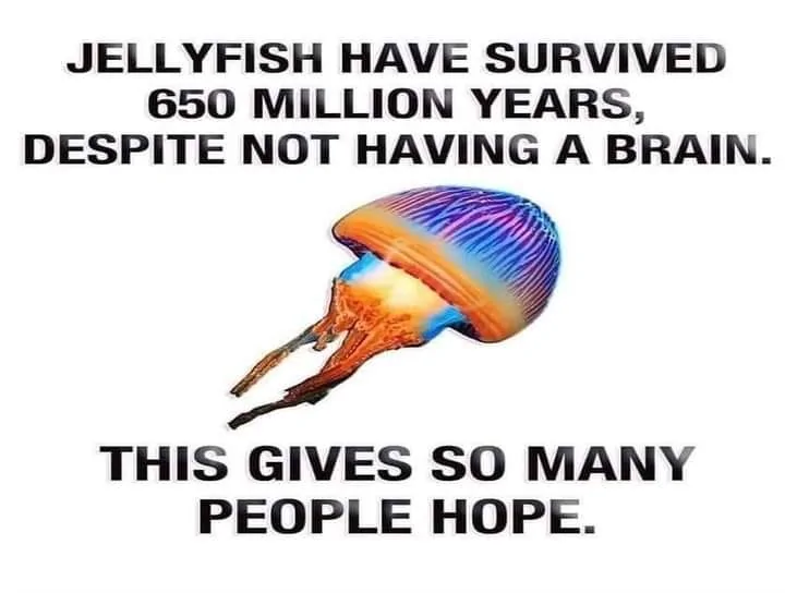 Jellyfish.webp