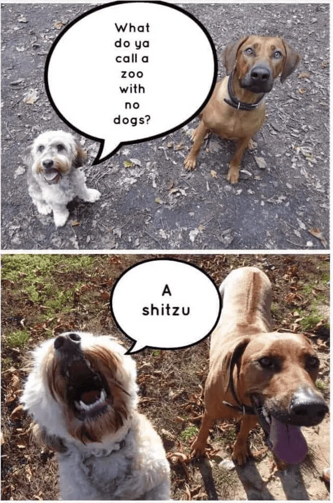 Shitzu.webp