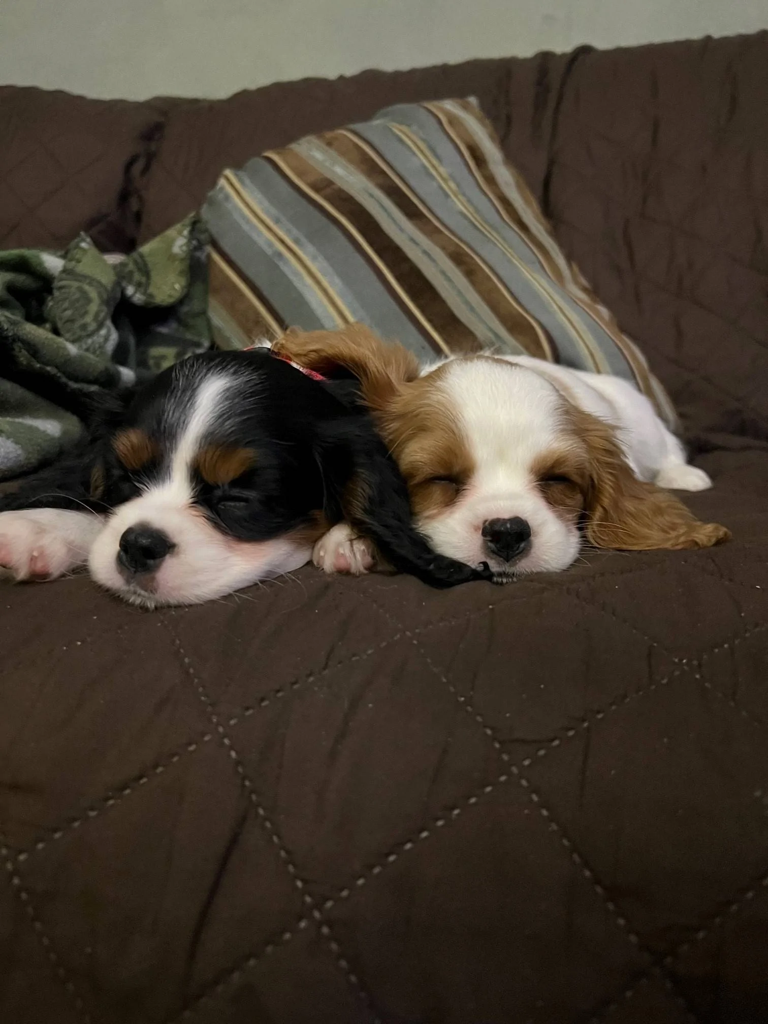 Pups.webp