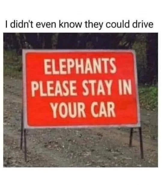 Elephants.webp